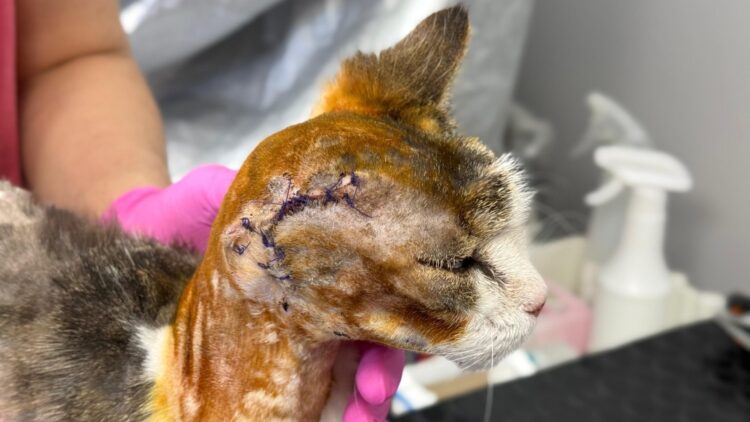 Terka – aktualizacja