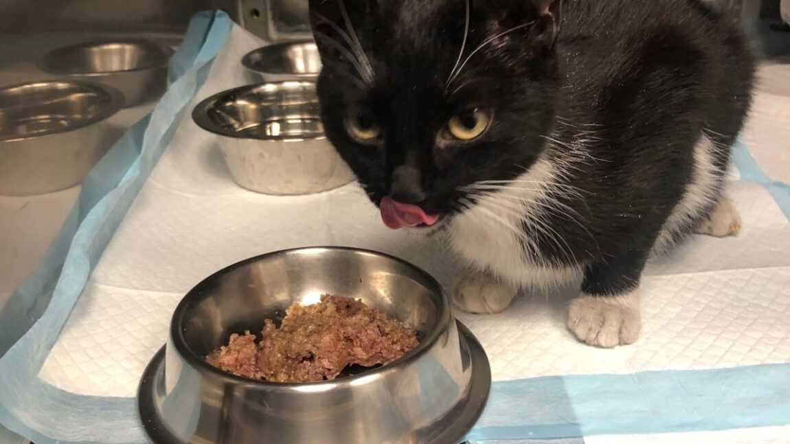 Winter – zabiedzona wiejska kotka uratowana przed mrozem