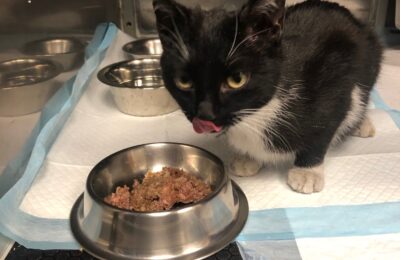 Winter – zabiedzona wiejska kotka uratowana przed mrozem