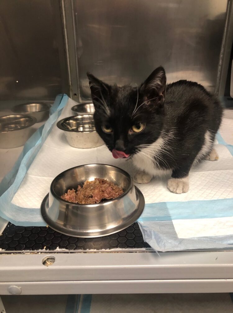 Winter – zabiedzona wiejska kotka uratowana przed mrozem