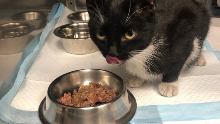 Winter – zabiedzona wiejska kotka uratowana przed mrozem