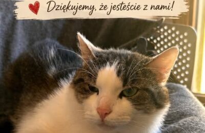 Berek – aktualizacja