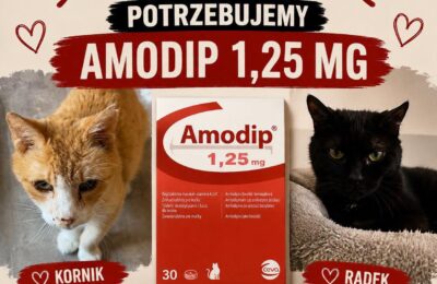 Pilnie potrzebny lek! AMODIP 1,25 MG!